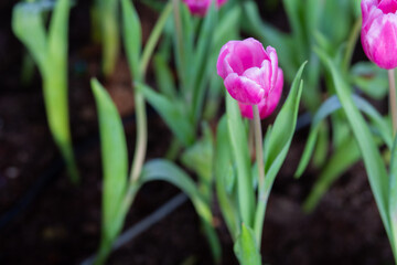 Flowers arranged into beautiful bouquets