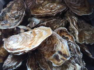 the oysters