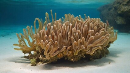 Naklejka na ściany i meble Coral reef in underwater