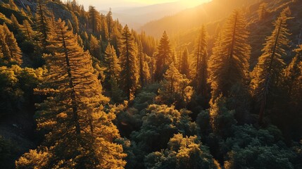 Generative AI Forest giants, drone's perspective, vibrant sunset hues, dense woodland vista, photorealistic dusk over Sequoia Park - obrazy, fototapety, plakaty