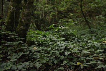 Beautiful wild plants with green leaves growing in forest, closeup