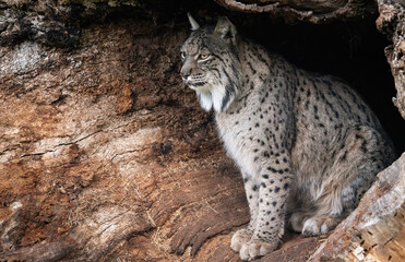 Naklejka na ściany i meble Majestic Lynx Perched in Tree Hollow Observing its Realm