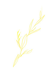 Luxury premium PNG Botanical illustrations leaf flower gold line art transparent background