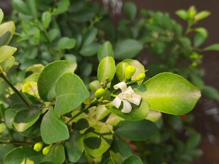 Murraya paniculata flower. Its other names orange jasmine, orange jessamine and china box flower. Its is a species of shrub or small tree in the family Rutaceae. Kamini  flower.