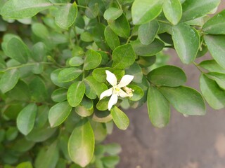 Murraya paniculata flower. Its other names orange jasmine, orange jessamine and china box flower....