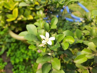 Naklejka premium Murraya paniculata flower. Its other names orange jasmine,&nbsp;orange jessamine and china box flower. Its&nbsp;is a species of shrub or small tree in the family&nbsp;Rutaceae. Kamini flower.