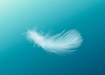 Fluffy bird feather falling on light blue background