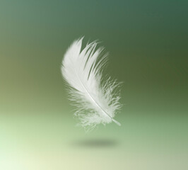 Fluffy bird feather falling on color background