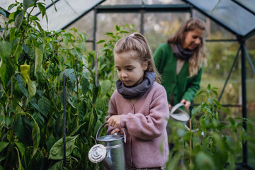 Little girl watering, taking care of plants in greenhouse, during first spring days. Concept of...