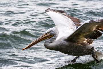 pelican in flight