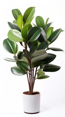 Stock image of a Rubber Plant on a white background, glossy, dark green leaves, sturdy and resilient Generative AI