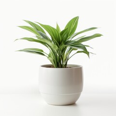 Stock image of an office plant in a pot on a white background, decorative, natural touch to workspace Generative AI