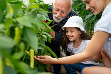 Grandfather growing organic fresh vegetables with grandchildren and family at family farm