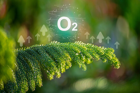 O2 bubbles in the middle of a lush forest are a metaphor for the purifying processes of air through nature.