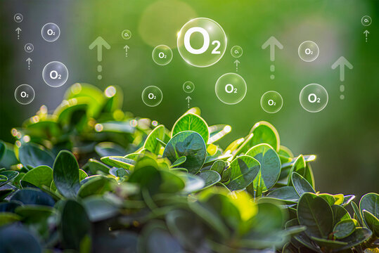 O2 bubbles in the middle of a lush forest are a metaphor for the purifying processes of air through nature.