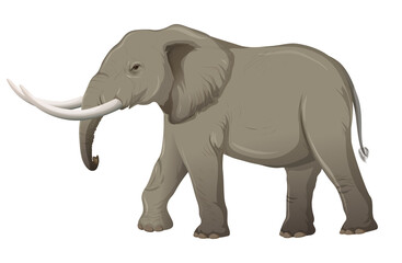 elephant  isolated on white