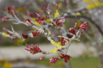 Äpfel,  Zierapfel, Wildapfel, Malus Profusion
