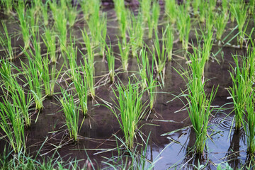 Landscape on terraced newly planted paddy rice fields on mountain with foggy in the countryside, Chiangmai Province of Thailand. Travel in greenery tropical rainy season concept