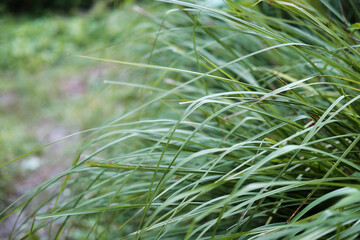 Greenery for grass field and rice farm background