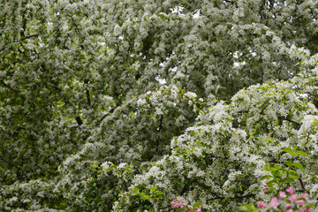 Äpfel,  Zierapfel, Wildapfel,  Malus, Wintergold