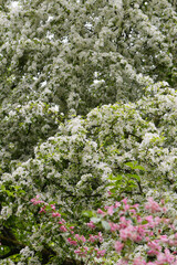Äpfel,  Zierapfel, Wildapfel,  Malus, Wintergold