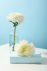 Beautiful, fresh flowers on a blue background.
