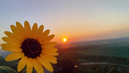 Foto auf Alu-Dibond sunflower in the sunset © ehtasham