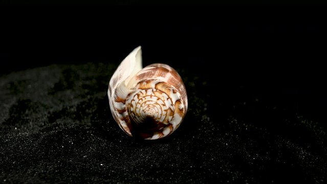 Conus geographus Seashell on a black sand 4K