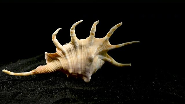 Scorpion conch shell on a black sand 4K