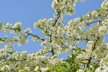 Äpfel,  Zierapfel, Wildapfel,  Malus toringo, var. Sargentii