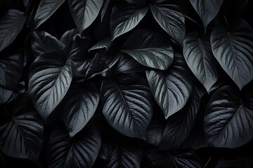 Tropical monstera leaves in dark tone. 