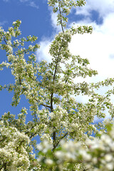 Äpfel,  Zierapfel, Wildapfel,  Malus Hillieri