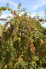 Zierapfel, Wildapfel,  Malus Red Sentinel