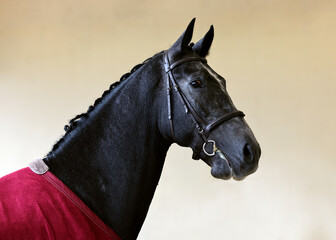 Portrait of a grey thoroughbred dressage stallion
