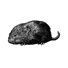 vole hand drawing vector isolated on background.	