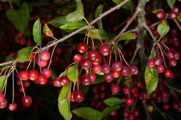 Äpfel,  Zierapfel, Wildapfel,  Malus toringo, var. Sargentii