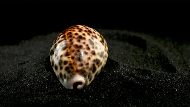Tiger Cowrie Seashell on a black sand 4K