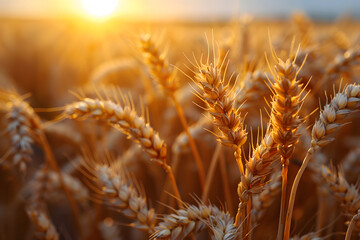 Obraz premium Wheat Field With Setting Sun
