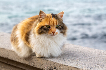 A beautiful calico stray cat