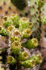 prickly pear