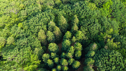 Green forest trees, from above perspective, beautiful nature, lungs of the planet, healthy breathe