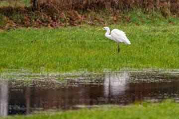 ein Silberreier steht auf einer grünen Wiese