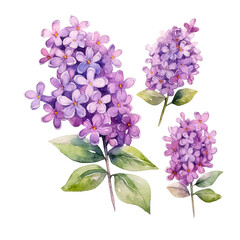 Watercolor flowers of Lilac flower isolated on white background.