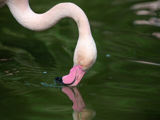 Flamingo cor de rosa