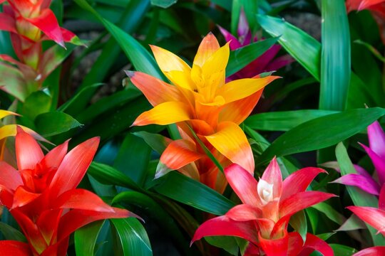 Blossom of Guzmania Bromelia. Sale. Pot plants, indoor plants, tropical plants.