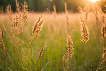 Obraz premium Wild grass in the forest at sunset. Macro image, shallow depth of field. Abstract summer nature background. Vintage filter