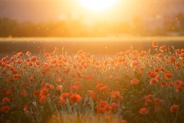 Türaufkleber Beautiful field of red poppies in the sunset light. © erika8213