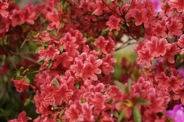Fototapeten lots of azaleas blooming in spring in garden © Sopear