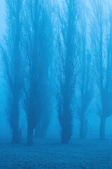 Tall trees in winter fog