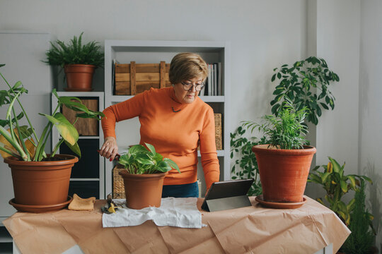 Senior woman watching gardening tutorial through tablet PC at home